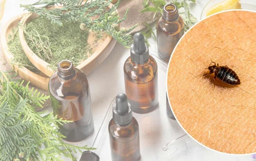 3 Essential Oils That Get Rid of Bed Bugs Fast