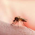 malaria